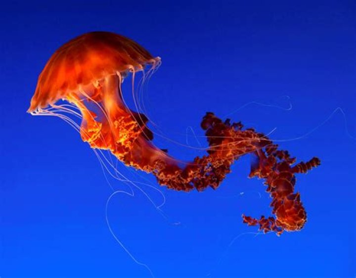 Unveil The Enchanting Beauty Of 15 Most Beautiful Cute Jellyfish Species