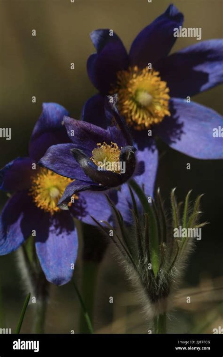 Adam Rich Net Worth: How Rich Is Adam Rich?