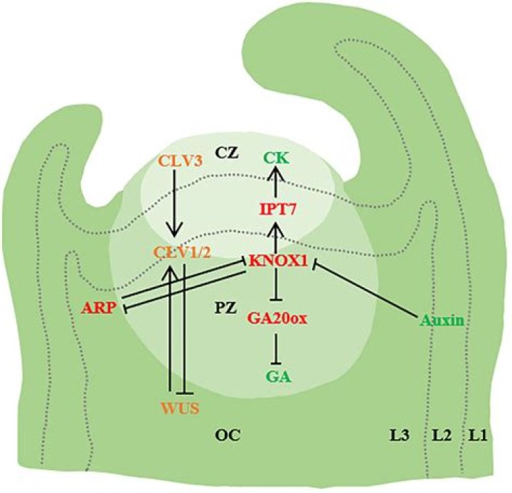 An In-Depth Look at Chris Perezs Ex-Wife |