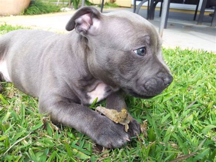 Uncover The Enigmatic World Of The Blue Staffy: A Comprehensive Guide