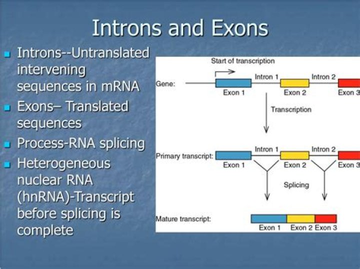 Decoding The Difference Between Exons And Introns