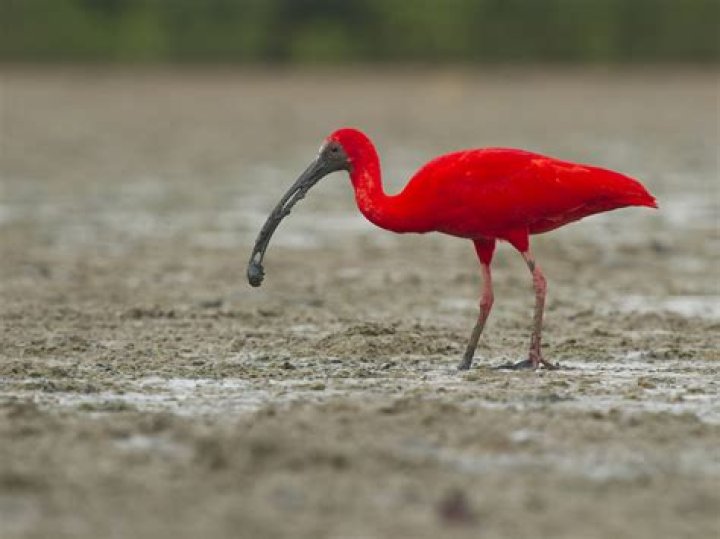 Unveiling The Truth Behind The "Scarlet Ibis"