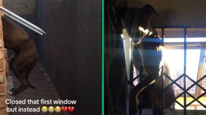 Unveiling The Mysteries Of Dog Entrapment: Insights And Discoveries