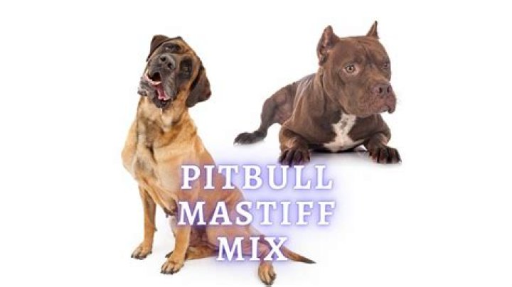Unleashing The Enigma Of "Pitbulls Son": Discoveries And Insights