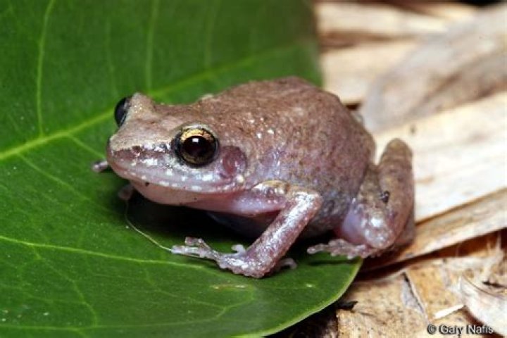 Unveiling The Secrets Of The Rio Grande Chirping Frog: Discoveries And Insights