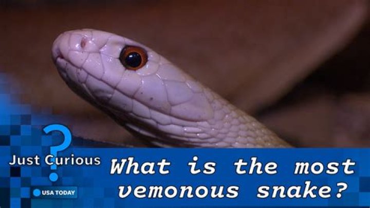 What is the most venomous snake in the United States?