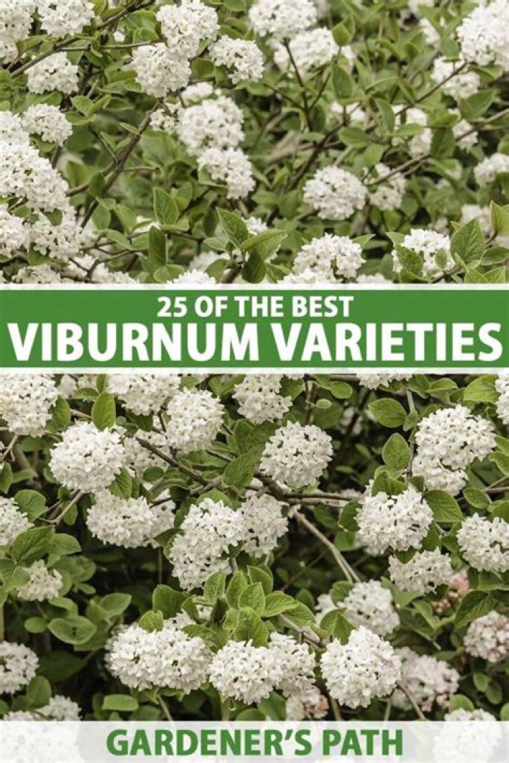 Uncover The Enchanting World Of The Red Viburnum In The