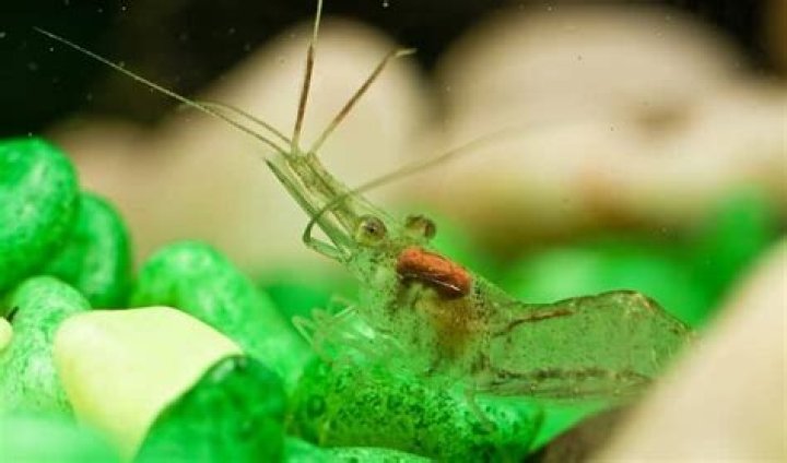 Ghost Shrimp's Appetite For Platy